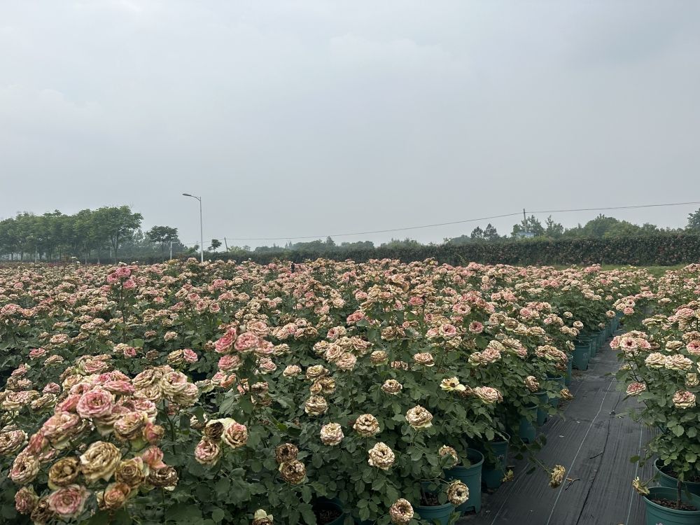 IMG_0985_副本.jpg